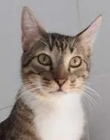 Gato raça srd idade 7 a 11 meses nome Strudell