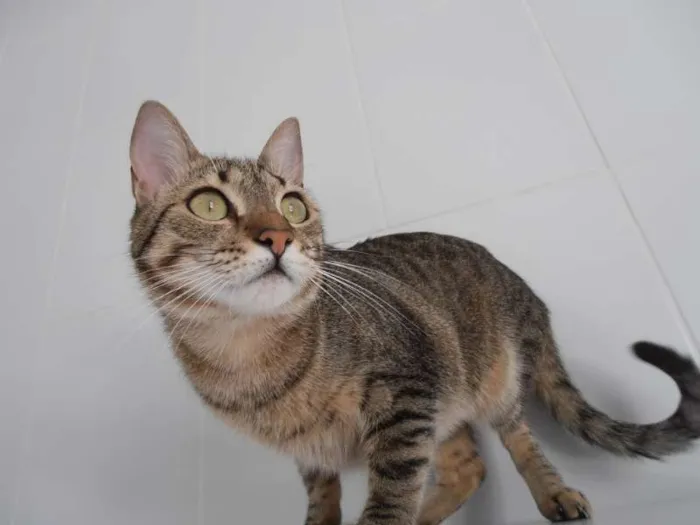 Gato ra a srd idade 1 ano nome Twix