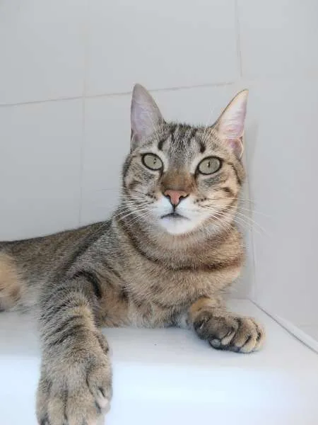 Gato ra a srd idade 1 ano nome Twix