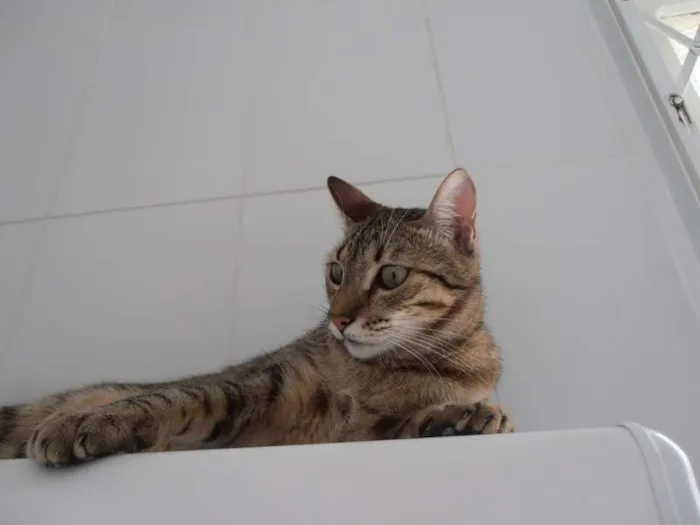 Gato ra a srd idade 1 ano nome Twix