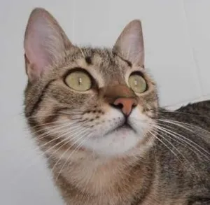 Gato raça srd idade 1 ano nome Twix