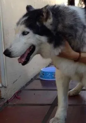 Cachorro ra a Husky Siberiano idade 6 ou mais anos nome Czar GRATIFICA