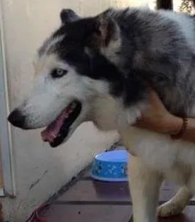 Cachorro ra a Husky Siberiano idade 6 ou mais anos nome Czar GRATIFICA