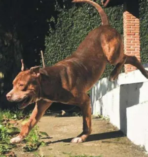 Cachorro raça Pit Bull idade 6 ou mais anos nome Jhonny