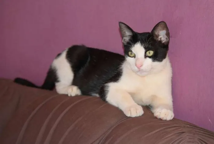 Gato ra a SRD idade 2 a 6 meses nome KADÚ