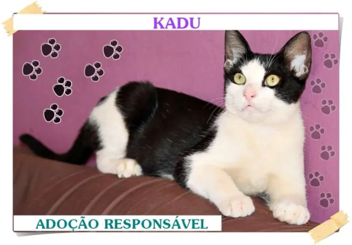 Gato ra a SRD idade 2 a 6 meses nome KADÚ