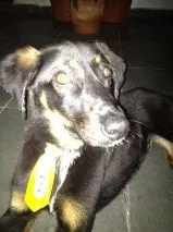 Cachorro ra a SRD idade 7 a 11 meses nome S/N