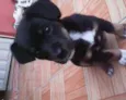 nina