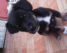 Cachorro raça linguiça com viralata idade 1 ano nome nina