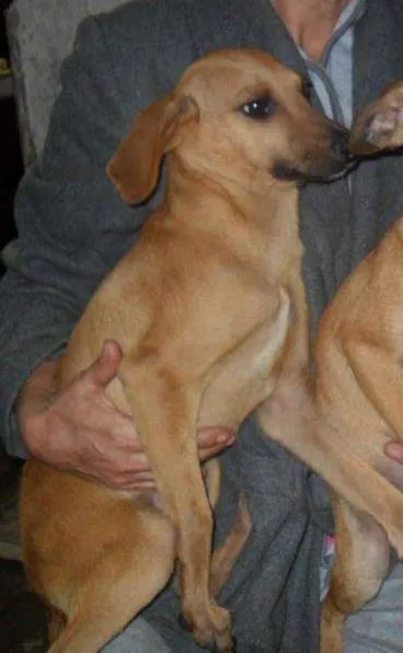 Cachorro ra a SRD idade 2 a 6 meses nome Teco