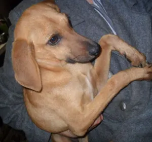Cachorro raça SRD idade 2 a 6 meses nome Teco