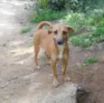 Bia