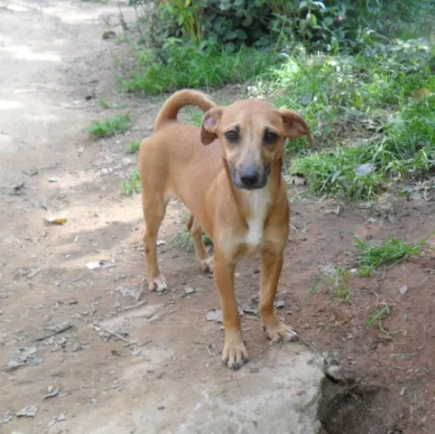 Cachorro ra a SRD idade 7 a 11 meses nome Bia