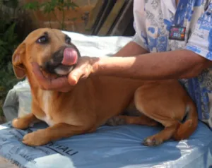 Cachorro raça SRD idade 7 a 11 meses nome Bia