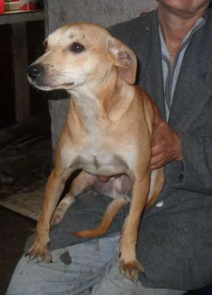 Cachorro ra a SRD idade 7 a 11 meses nome Lia
