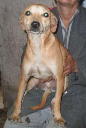 Cachorro raça SRD idade 7 a 11 meses nome Lia