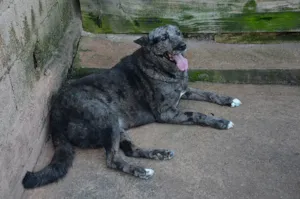 Cachorro raça SRD idade 6 ou mais anos nome Lola