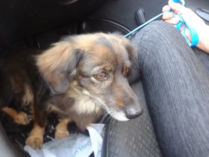 Cachorro ra a srd idade 4 anos nome TUCA