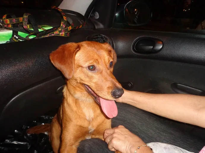Cachorro ra a srd idade 1 ano nome Ferrujinha