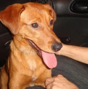 Cachorro raça srd idade 1 ano nome Ferrujinha