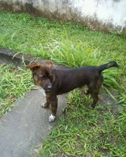 Cachorro ra a SRD idade 2 anos nome Tigrim
