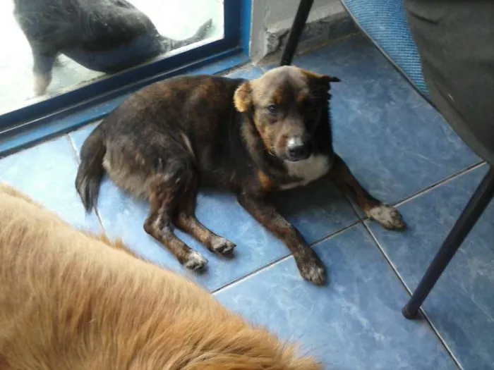 Cachorro ra a SRD idade 2 anos nome Tigrim
