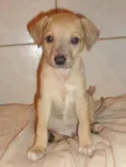 Aramis
