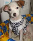 Chiquitita