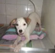 Chiquitita
