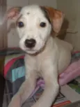 Chiquitita