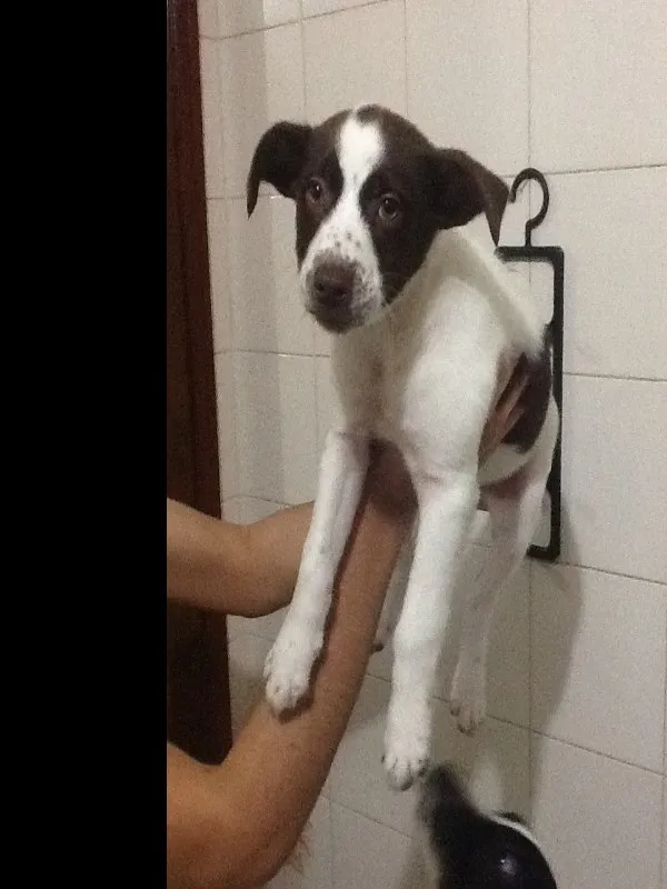 Cachorro ra a SRD idade 2 a 6 meses nome Sem nome