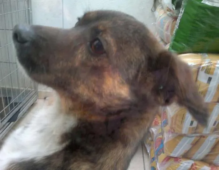 Cachorro ra a SRD idade 2 anos nome Tigrim