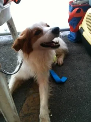 Cachorro ra a srd idade  nome Branco