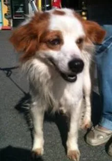 Cachorro raça srd idade  nome Branco