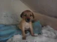 Branquinha