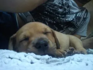 Cachorro raça SRD idade Abaixo de 2 meses nome Branquinha