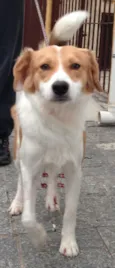 Ralado