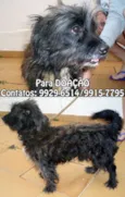 Lindo cãozinho