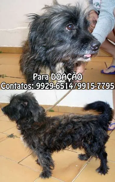 Cachorro ra a SRD idade  nome Lindo cãozinho