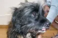 Lindo cãozinho