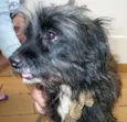 Lindo cãozinho