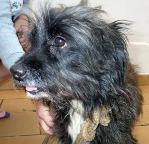 Cachorro raça SRD idade  nome Lindo cãozinho