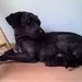 Heitor