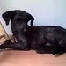 Cachorro raça Poodle idade 2 anos nome Heitor