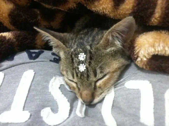 Gato ra a SRD idade 2 a 6 meses nome Mila