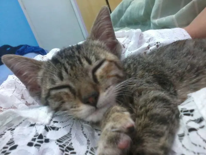 Gato ra a SRD idade 2 a 6 meses nome Mila