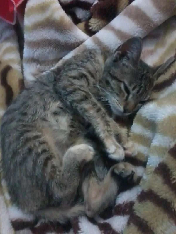 Gato ra a SRD idade 2 a 6 meses nome Mila