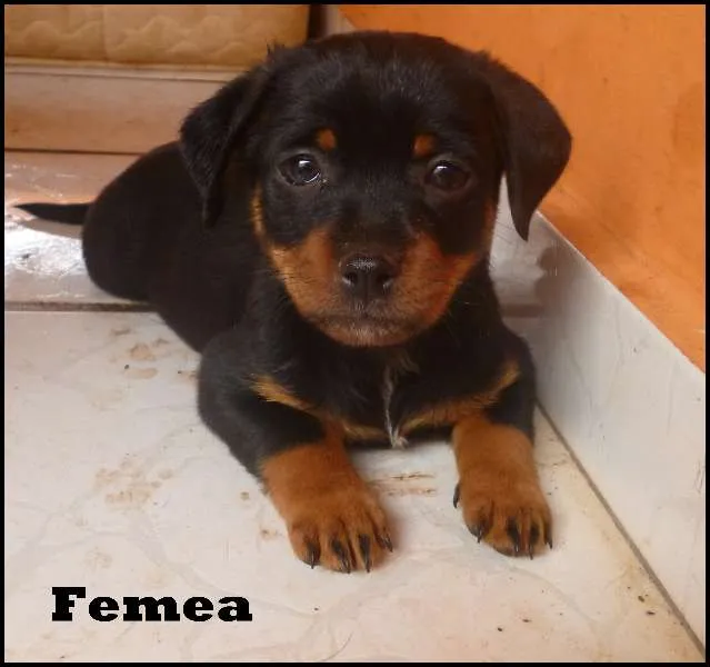 Cachorro ra a SRD idade  nome Lindos filhotes