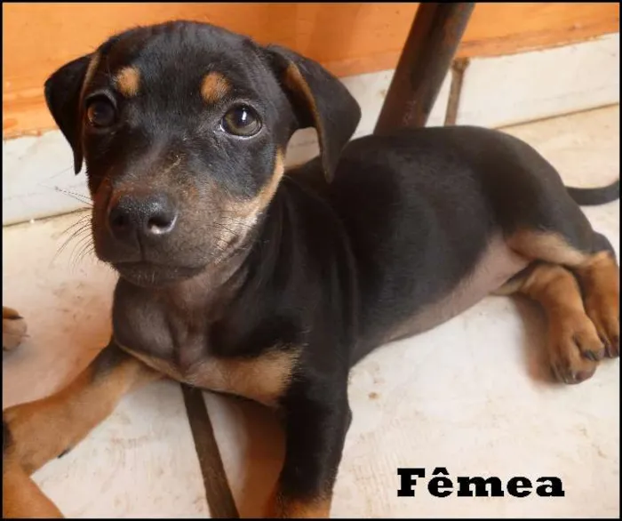 Cachorro ra a SRD idade  nome Lindos filhotes