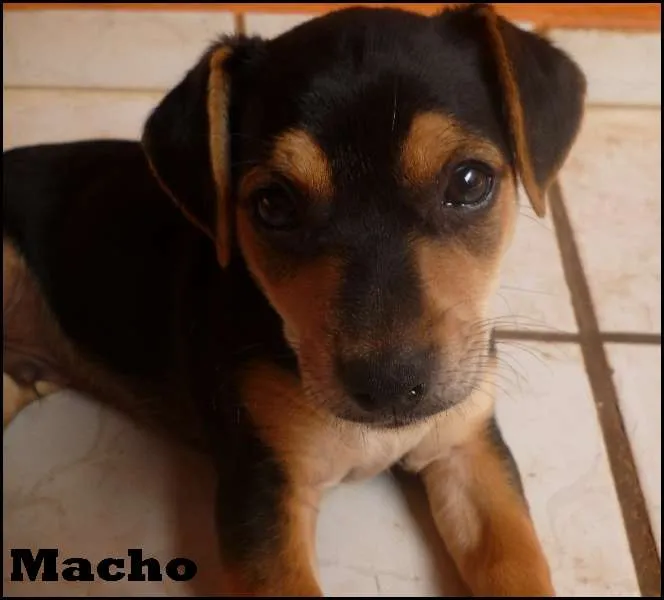 Cachorro ra a SRD idade  nome Lindos filhotes